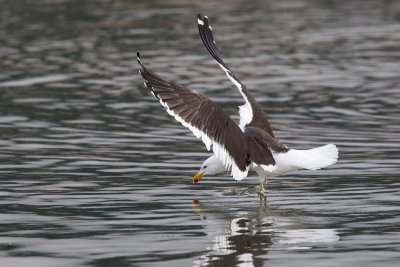 Kelp Gull (Larus dominicanus)