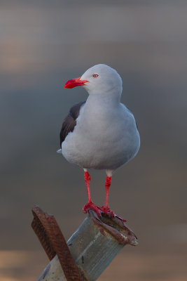 Dolphin Gull (Larus scoresbii)