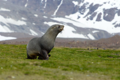Antarctic Fur Seal (Arctocephalus gazella)