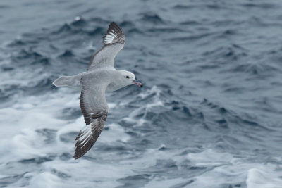 Southern Fulmar (Fulmarus glacialoides)