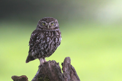 Little Owl (Athene noctua)