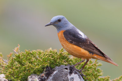 Rufous-tailed Rock-thrush (Monticola saxitilis)