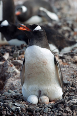 Gentoo Penguin (Pygoscelis papua)