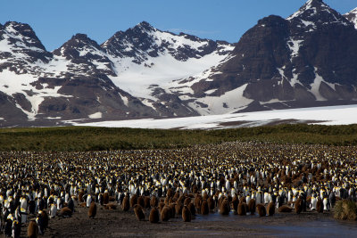 King Penguin (Aptenodytes patagonica)
