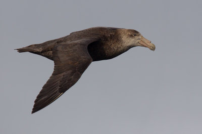 Southern Giant-Petrel (Macronectes giganteus)