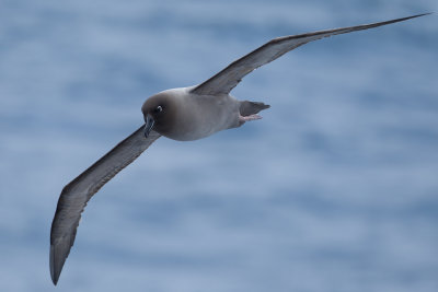 Light-mantled Sooty Albatross (Phoebetria palpebrata)