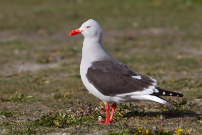 Dolphin Gull (Larus scoresbii)