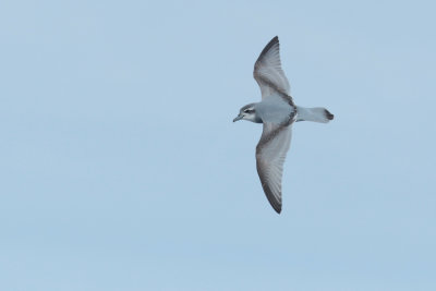 Antarctic Prion (Pachyptila desolata)