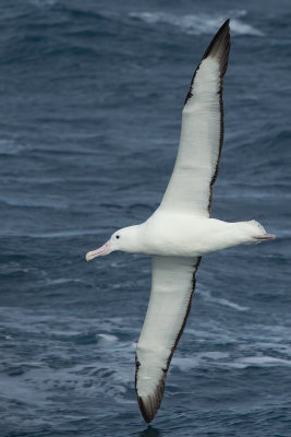 Northern Royal Albatross (Diomedea epomophora sanfordi)