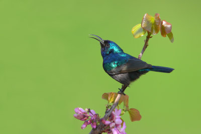 Palestine Sunbird (Nectarinia osea)