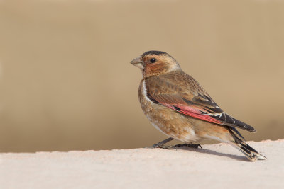 African Crimson-winged Finch (Rhodopechys alienus)