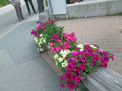St. Moritz - Sidewalk Flowers 