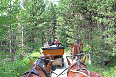 Carriage Ride through the Lush Pine Forests of the Roseg Valley