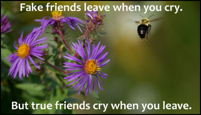 friends - fake friends leave.jpg