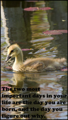 Life - V - The Two Most Important.jpg