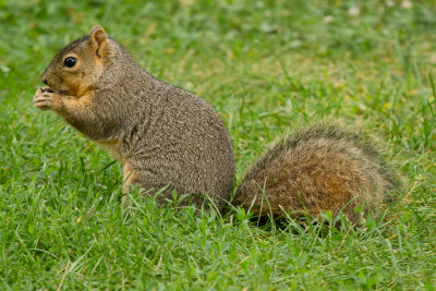 Grand-Rapids-Zoo-D140704-178-www.jpg