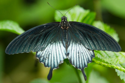 Butterfly/Moth ID Index