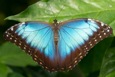 Blue Morpho.jpg