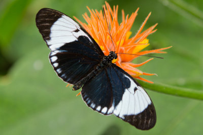 Cydno Longwing.jpg