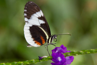 Cydno Longwing - ventral.jpg