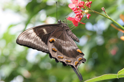 Emerald Swallowtail - ventral.jpg