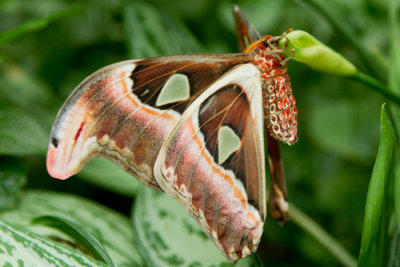 Atlas Moth - ventral.jpg