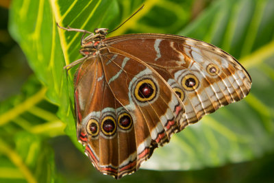 Blue Morpho - ventral.jpg