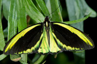 Green Birdwing.jpg