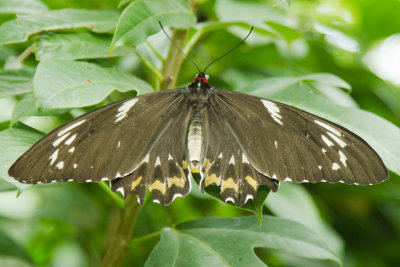 Green Birdwing - female.jpg