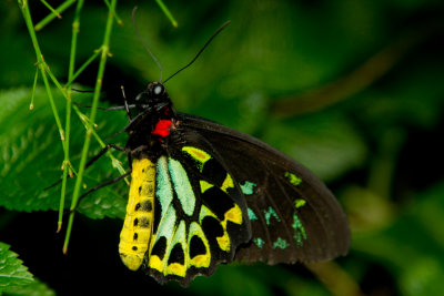 Green Birdwing - ventral.jpg