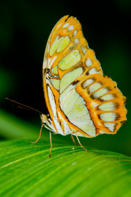 Malachite - ventral.jpg