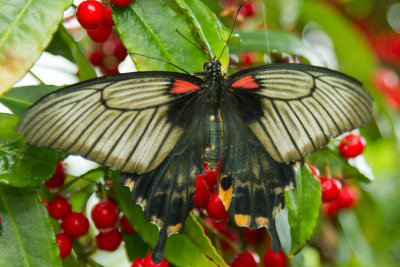 Asian Swallowtail 2.jpg