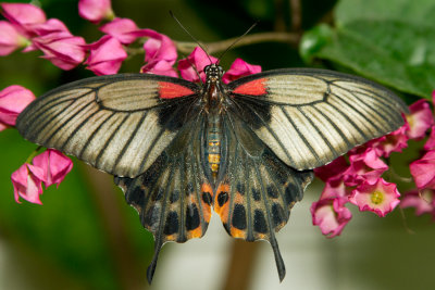 Asian Swallowtail 4.jpg
