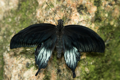 Asian Swallowtail 3.jpg
