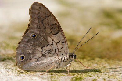 Banded King Shoemaker - ventral.jpg