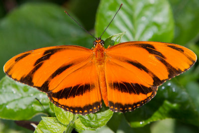 Banded Orange.jpg