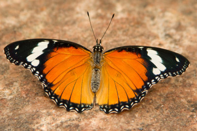 Danaid Eggfly 2.jpg