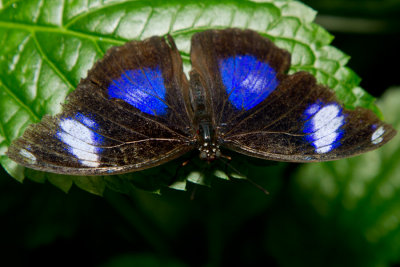 Danaid Eggfly.jpg