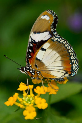 Danaid Eggfly ventral.jpg