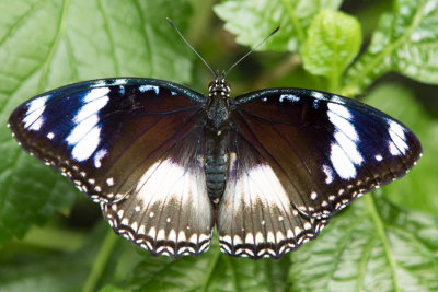 Great Eggfly 2.jpg