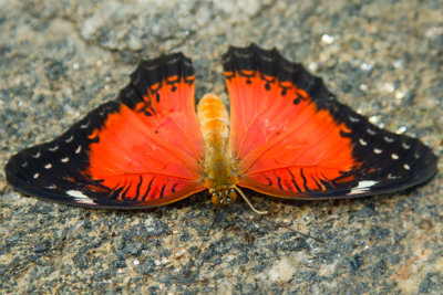 Red Lacewing.jpg