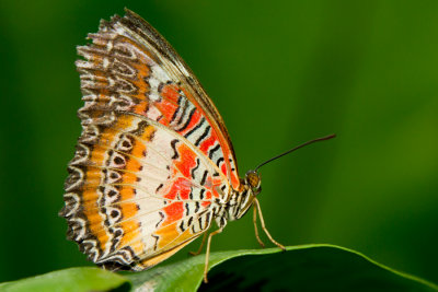 Red Lacewing - ventral.jpg