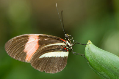 Red Postman - ventral.jpg