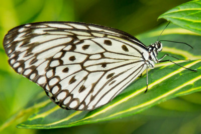 Rice Paper - ventral.jpg