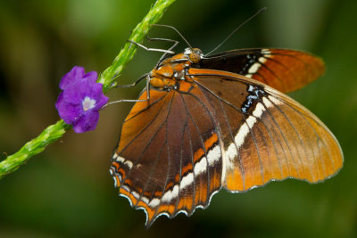 Rusty-tipped Page - ventral.jpg