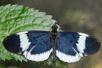 Sapho Longwing.jpg