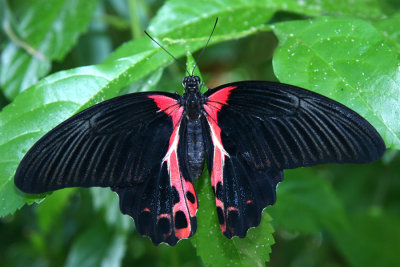 Scarlet Mormon.jpg