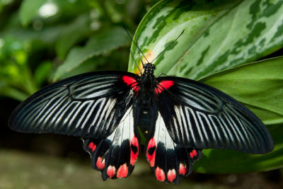 Scarlet Mormon 2.jpg