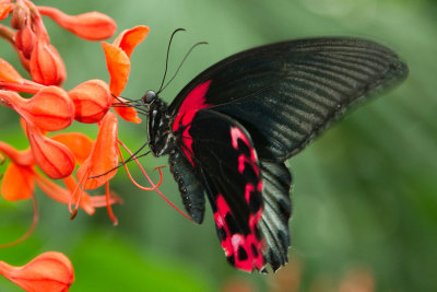 Scarlet Mormon - ventral.jpg