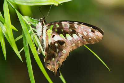 Tailed Jay - ventral.jpg